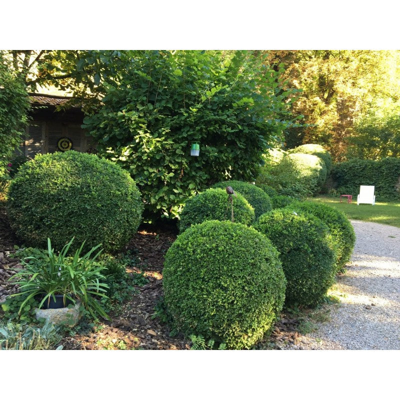 Box Tree Moth Control & Recovery Bundle