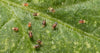 Amblyseius californicus - Loose Predators -  Spider Mite Curative System