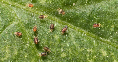 Amblyseius californicus - Loose Predators -  Spider Mite Curative System