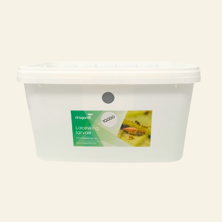 Lacewing larvae - Chrysoperla carnea