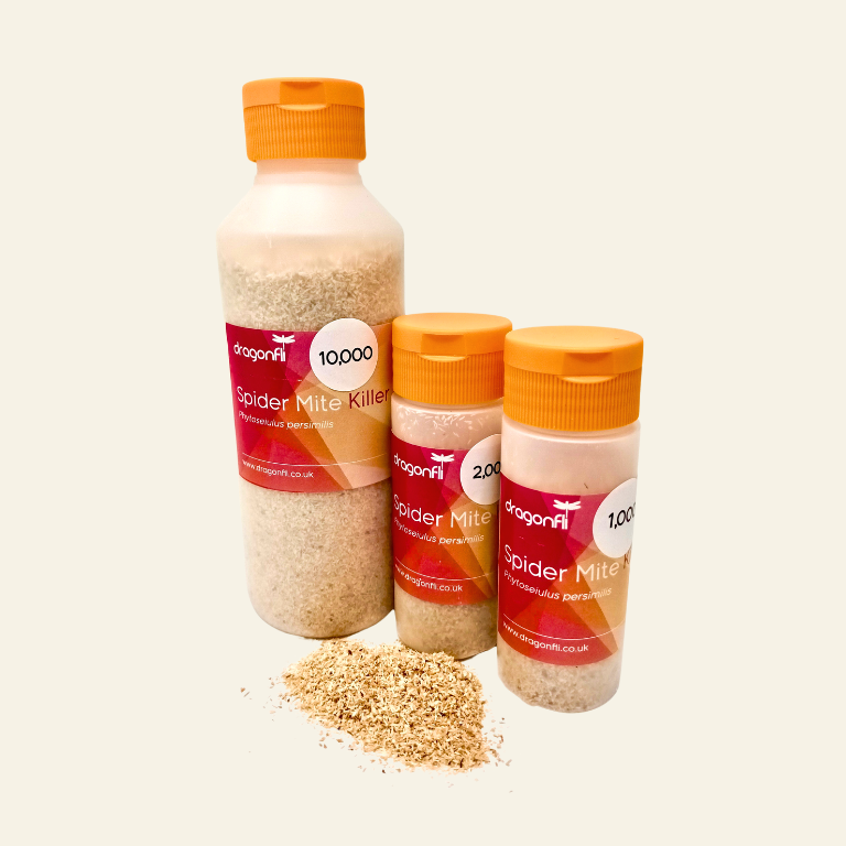 Phytoseiulus persimilis - Spider Mite Curative System