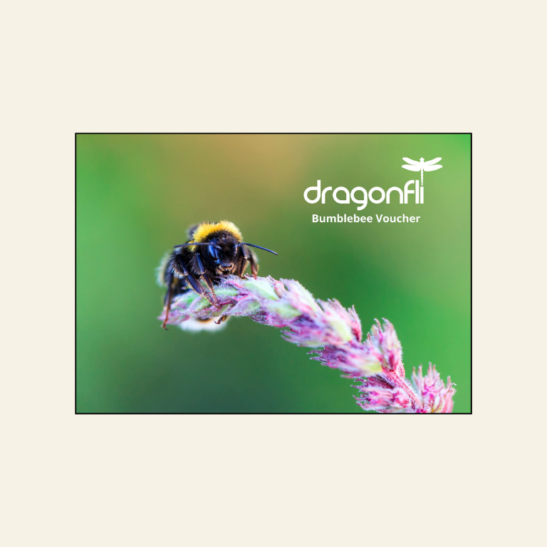 Gift Voucher For Live Bumblebee Colonies Or Pocket-Sized Hives - A Perfect Gift For Gardener's - Deliveries Available Across Spring & Summer 2026