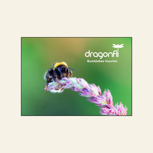 Gift Voucher For Live Bumblebee Colonies Or Pocket-Sized Hives - A Perfect Gift For Gardener's - Deliveries Available Across Spring & Summer 2025