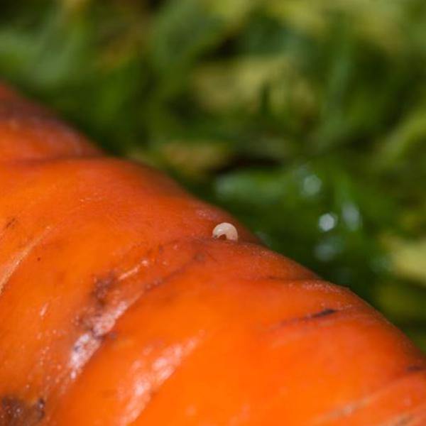 Small Garden Carrot Root Fly Killer Nematodes