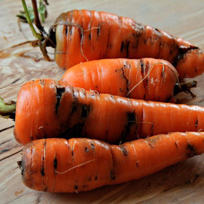 Small Garden Carrot Root Fly Killer Nematodes
