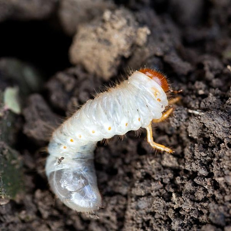 Small Garden Chafer Grub Killer Nematodes