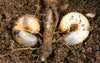 Chafer Grub Control & Recovery Bundle: Chafer Grub Killer Nematodes + Lawn Grub Repair Boost