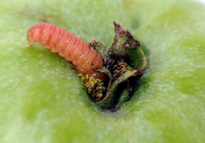 Codling Moth Pheromone Trap