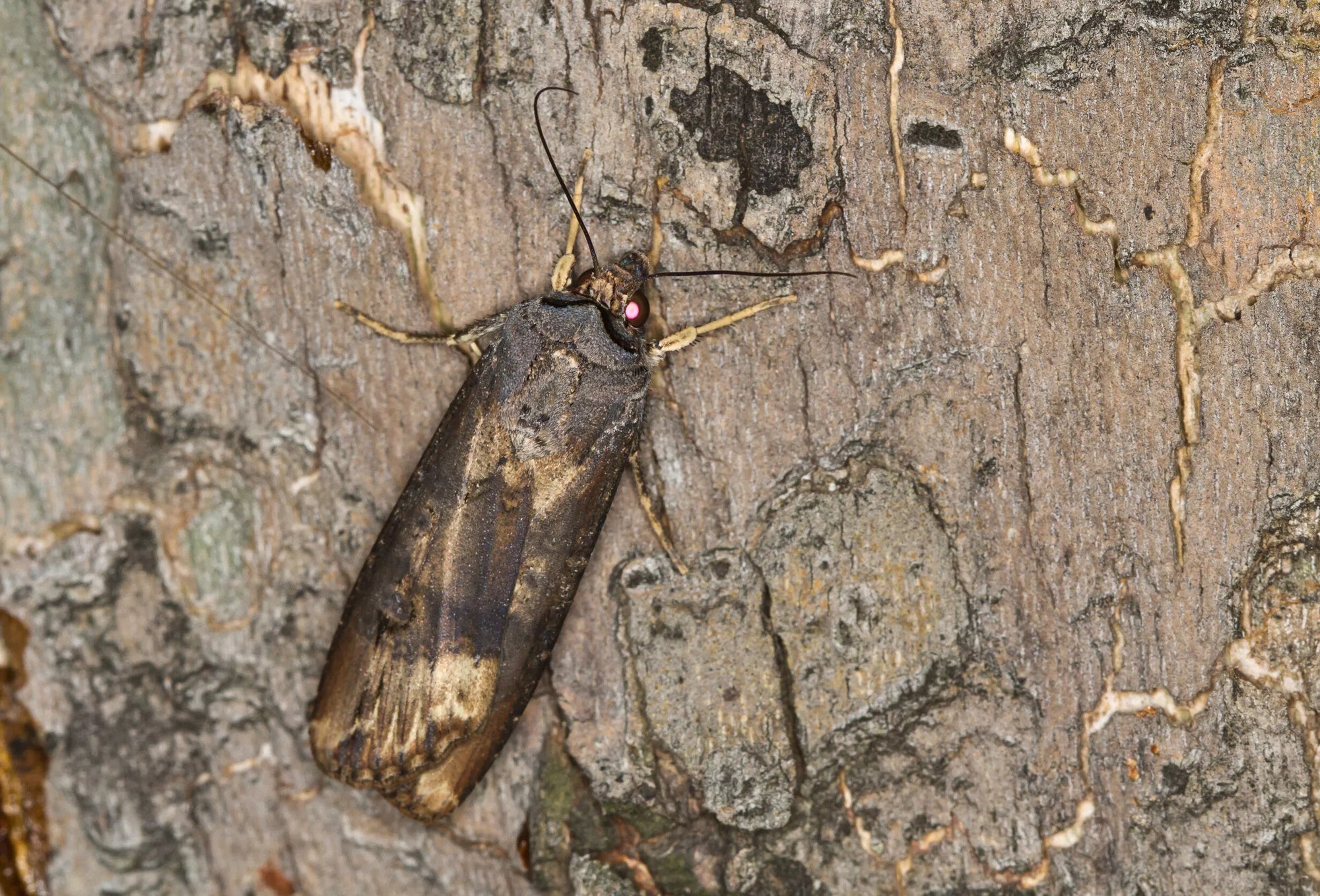 Cutworm Killer Nematodes