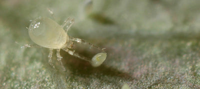 NEW: Whitefly Killer Bundle: Predatory Mites, Parasitic Wasps & Sticky Traps