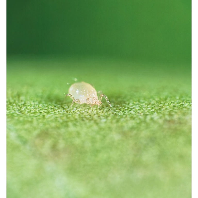Amblyseius andersoni Predators - Spider Mite Preventative System