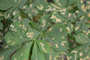 Horse Chestnut Leaf Miner Pheromone Lure