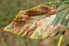 Horse Chestnut Leaf Miner Pheromone Lure