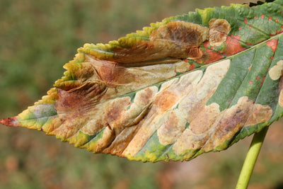 Horse Chestnut Leaf Miner Pheromone Lure