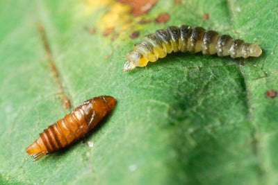 Horse Chestnut Leaf Miner Pheromone Lure