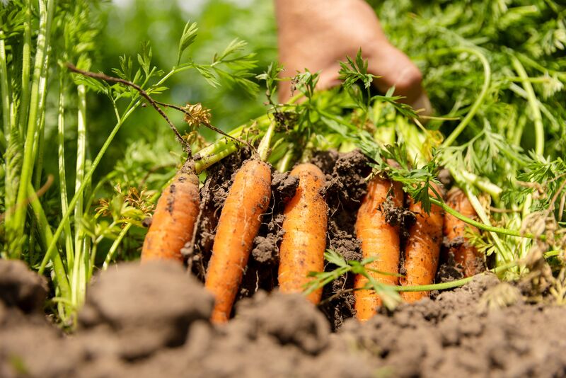 Carrot Root Fly Killer Nematodes