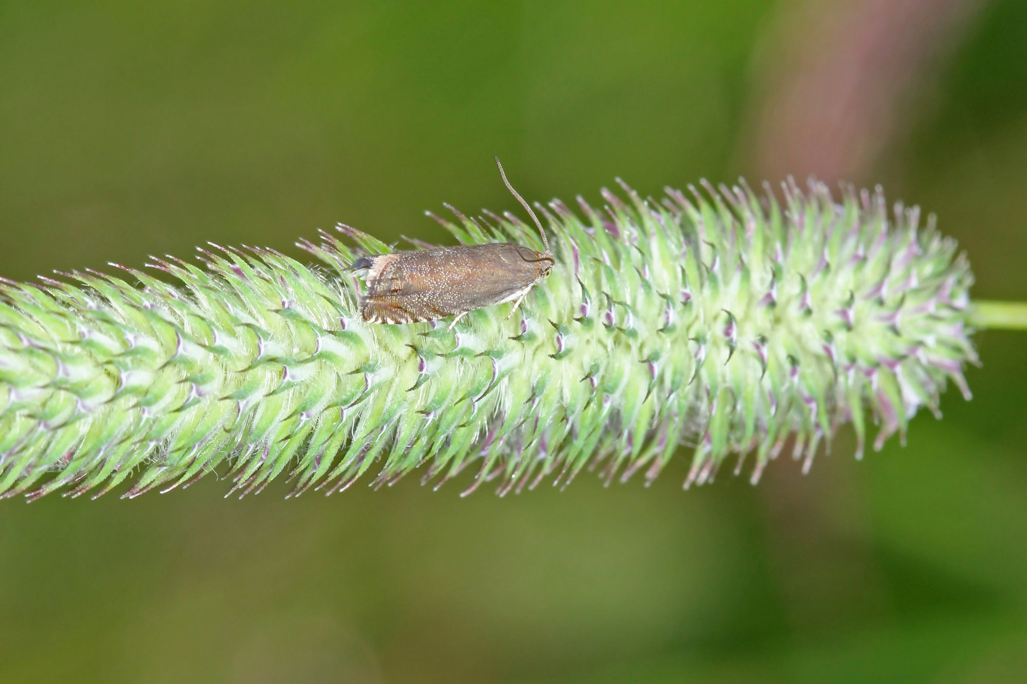 Pea Moth Pheromone Trap