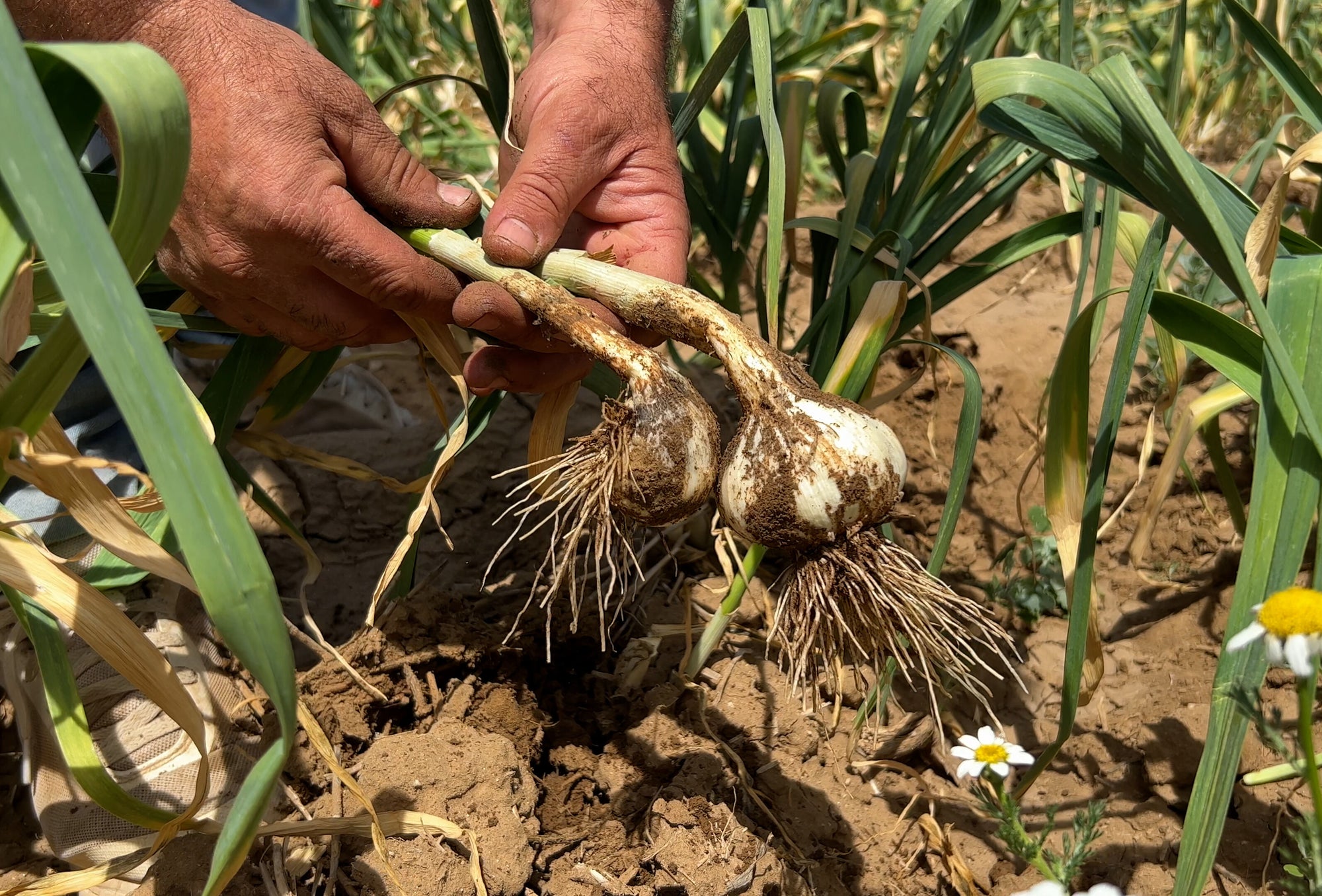 Onion Fly Killer Nematodes