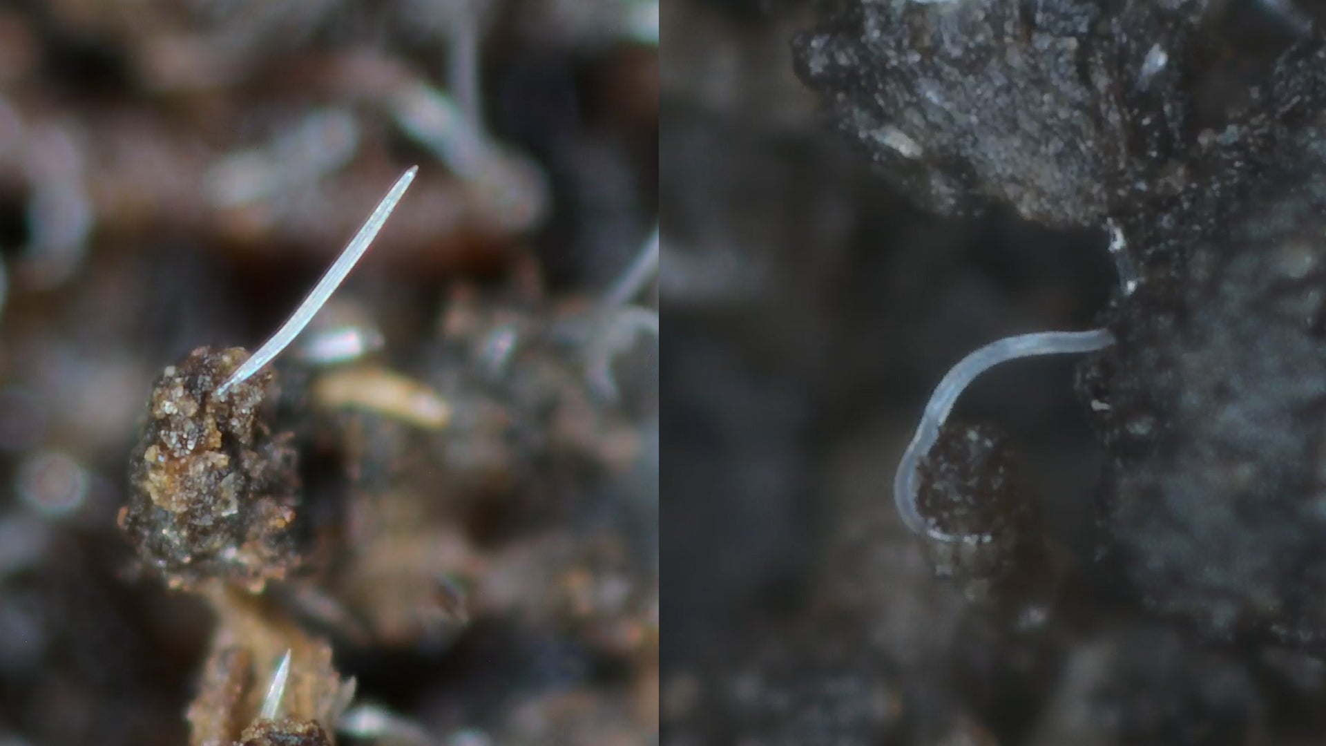 Chafer Grub Control & Recovery Bundle: Chafer Grub Killer Nematodes + Lawn Grub Repair Boost