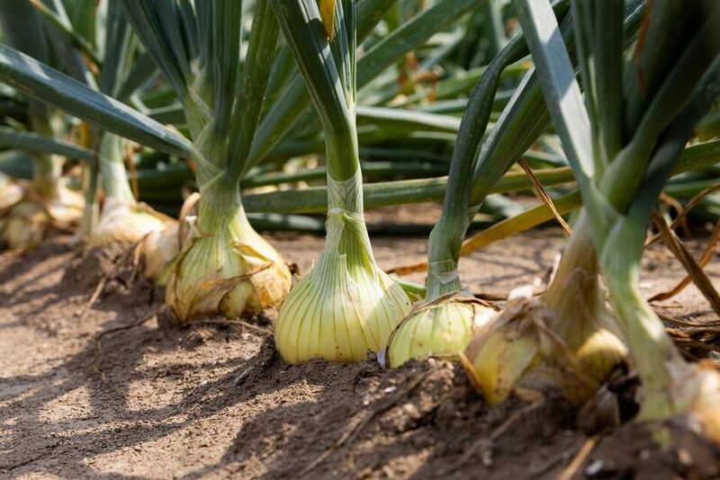 Onion Fly Killer Nematodes