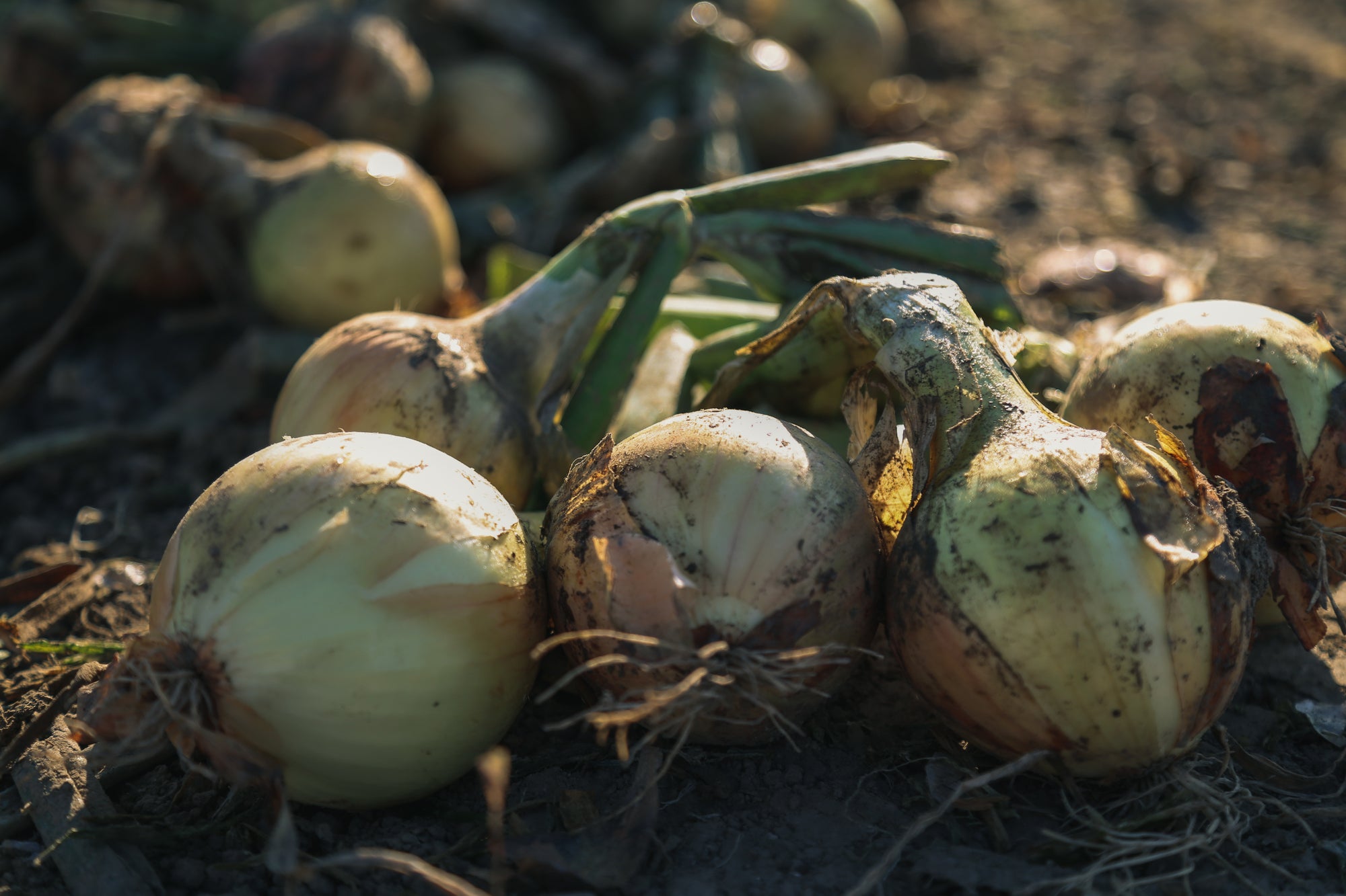 Onion Fly Killer Nematodes