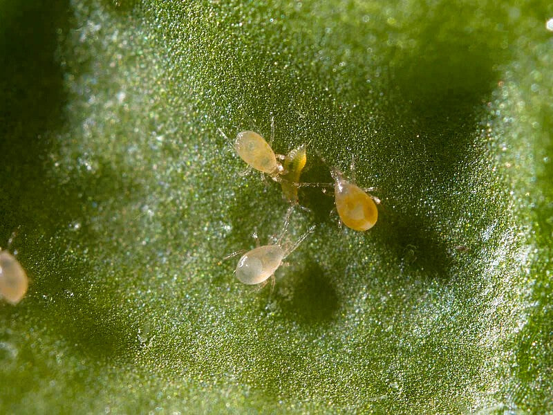 Thrip Control Bundle: Select From Swirskii Or Cucumeris Predators (Bundles Include Mighty Mites, Thrip Sticky Traps & Distribution Boxes)