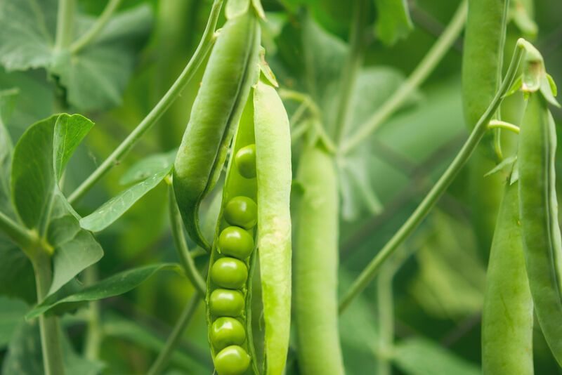 Pea Moth Pheromone Trap