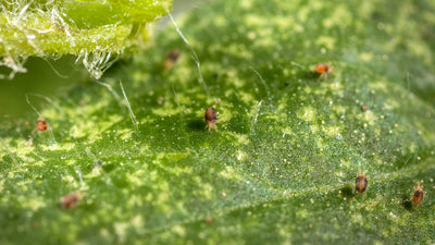 Amblyseius californicus - Loose Predators -  Spider Mite Curative System