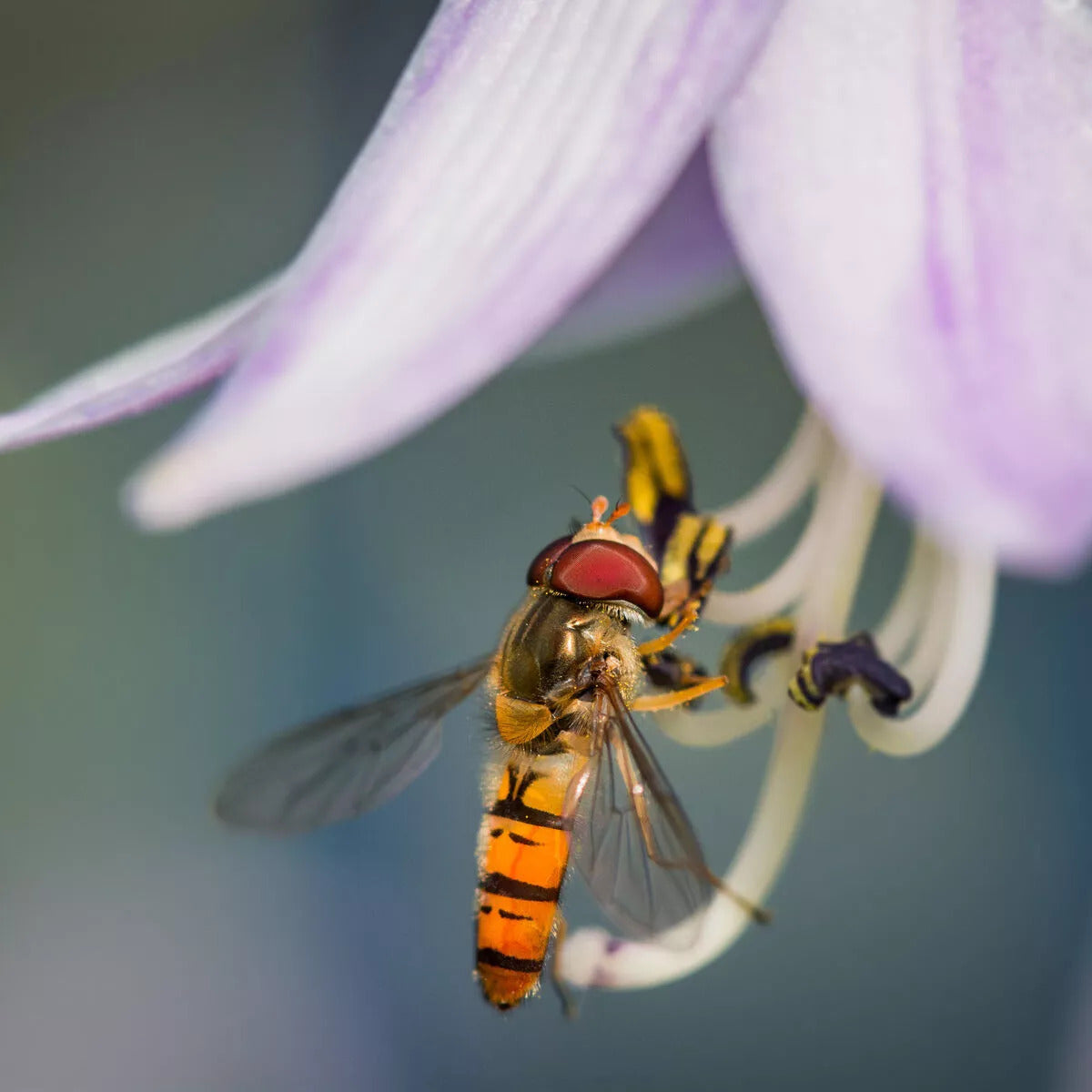 Hoverfly Larvae - Sphaerophoria rueppellii