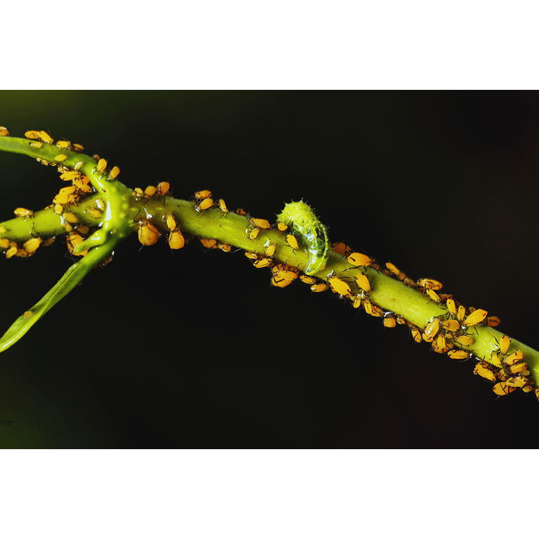Hoverfly Larvae - Sphaerophoria rueppellii
