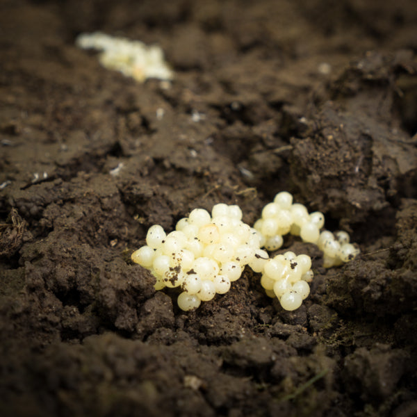 Slug Killer Nematodes - Phasmarhabditis sp.