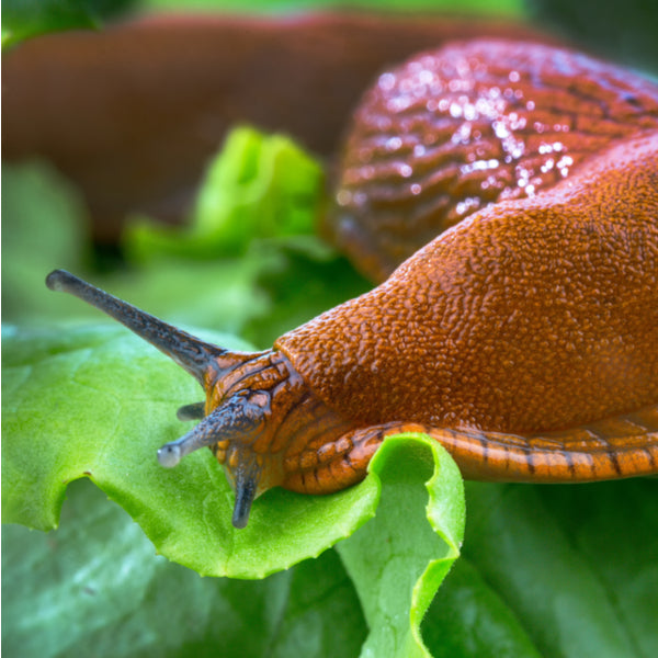 Slug Killer Nematodes - Phasmarhabditis sp.