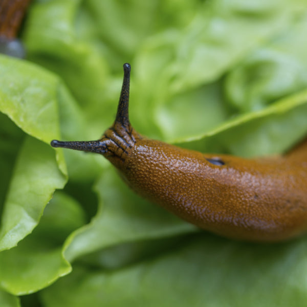 Slug Killer Nematodes - Phasmarhabditis sp.