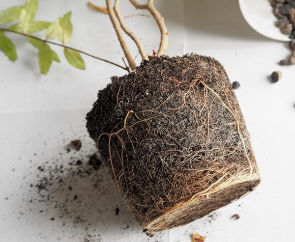 Roots & Soil Boost Bundle