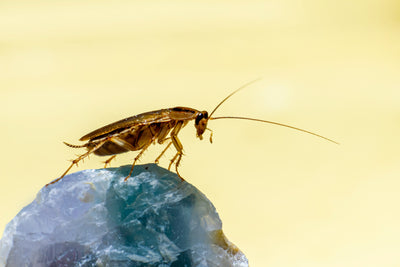 Cockroach Attractant Trap