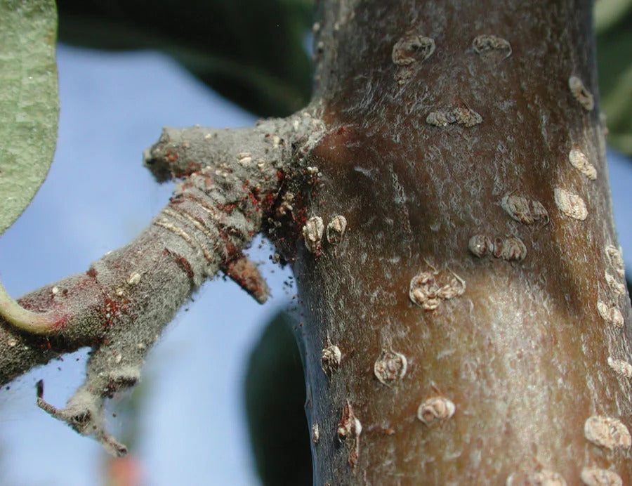Fruit Tree Mite Killer - Amblyseius andersoni