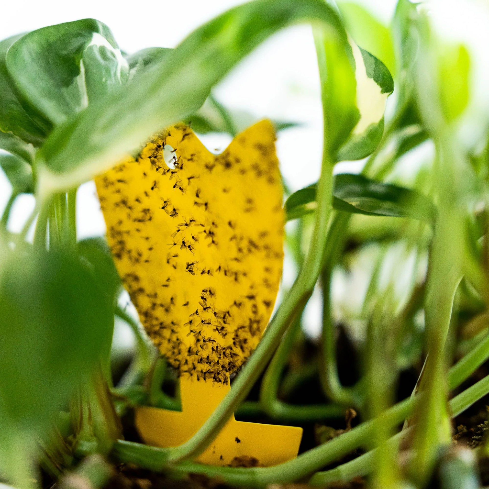 nematodes for house plants House Plant Care Bundle: Fungus Fly Nematodes, Sticky Traps, House Pla