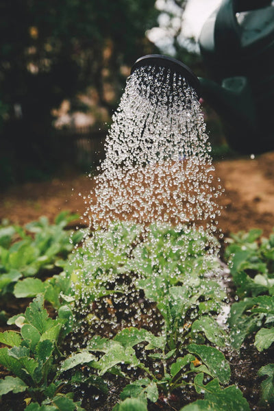 Slug Killer Nematodes - Phasmarhabditis sp.