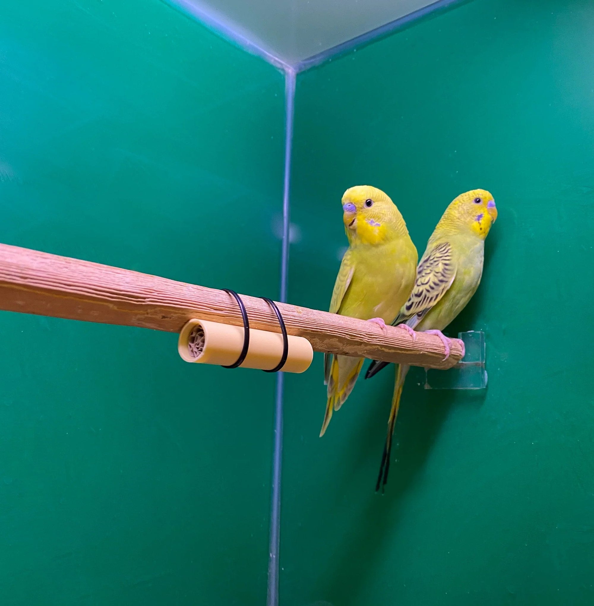 Red Mite Trap / Red Mite Detection System - Protect Birds & Poultry (Pack of 5)