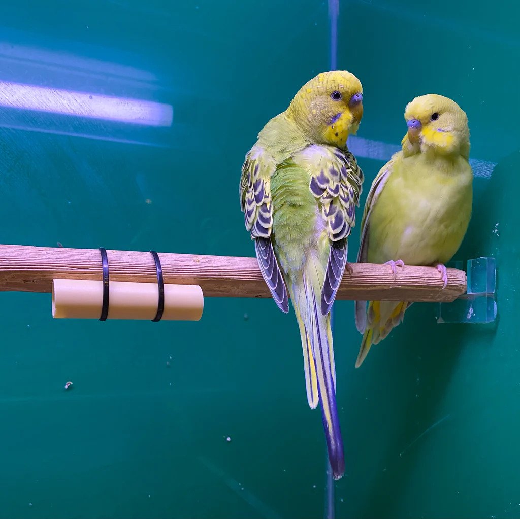 Red Mite Trap / Red Mite Detection System - Protect Birds & Poultry (Pack of 5)