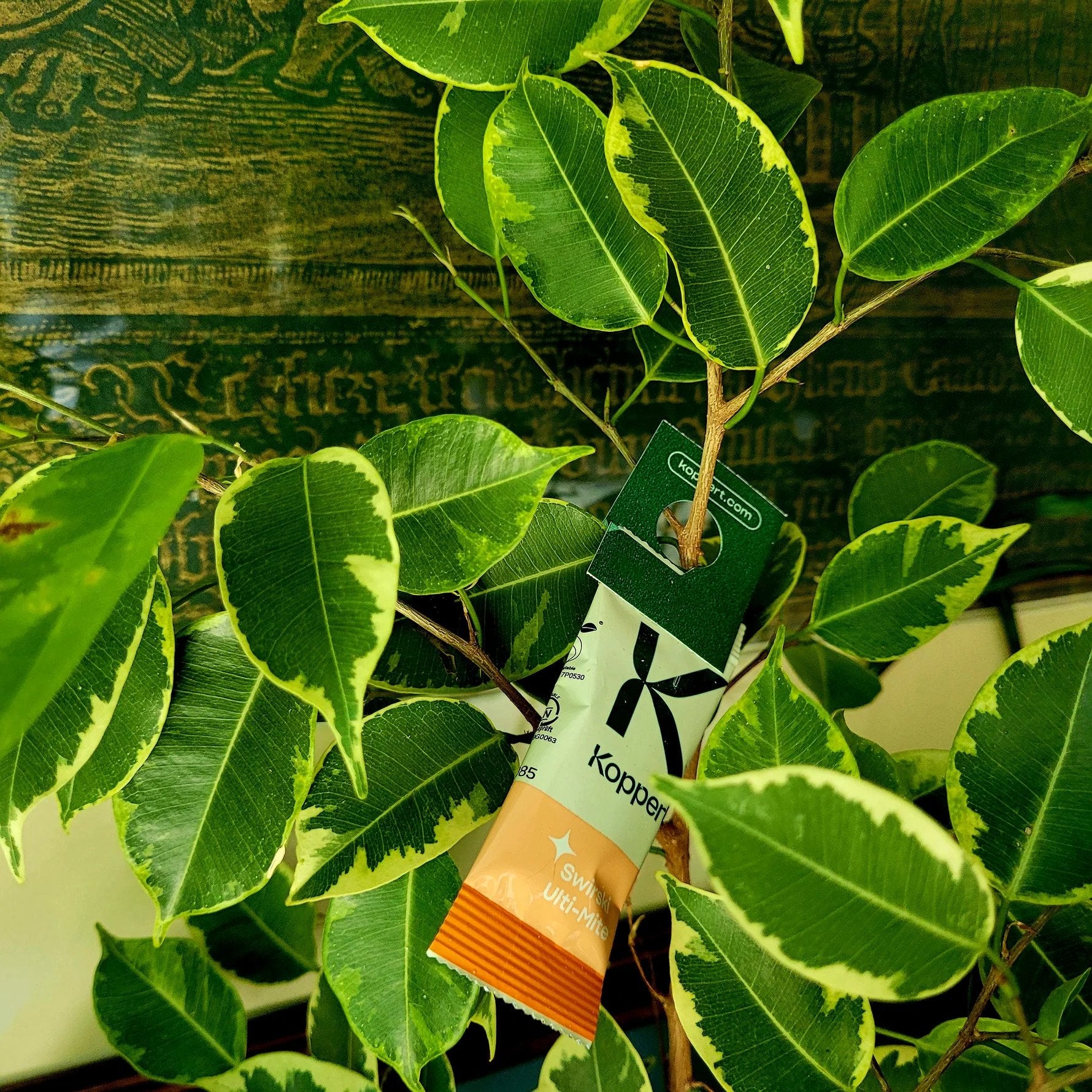 Amblyseius swirskii - Foil Sachets - Thrip Preventative System