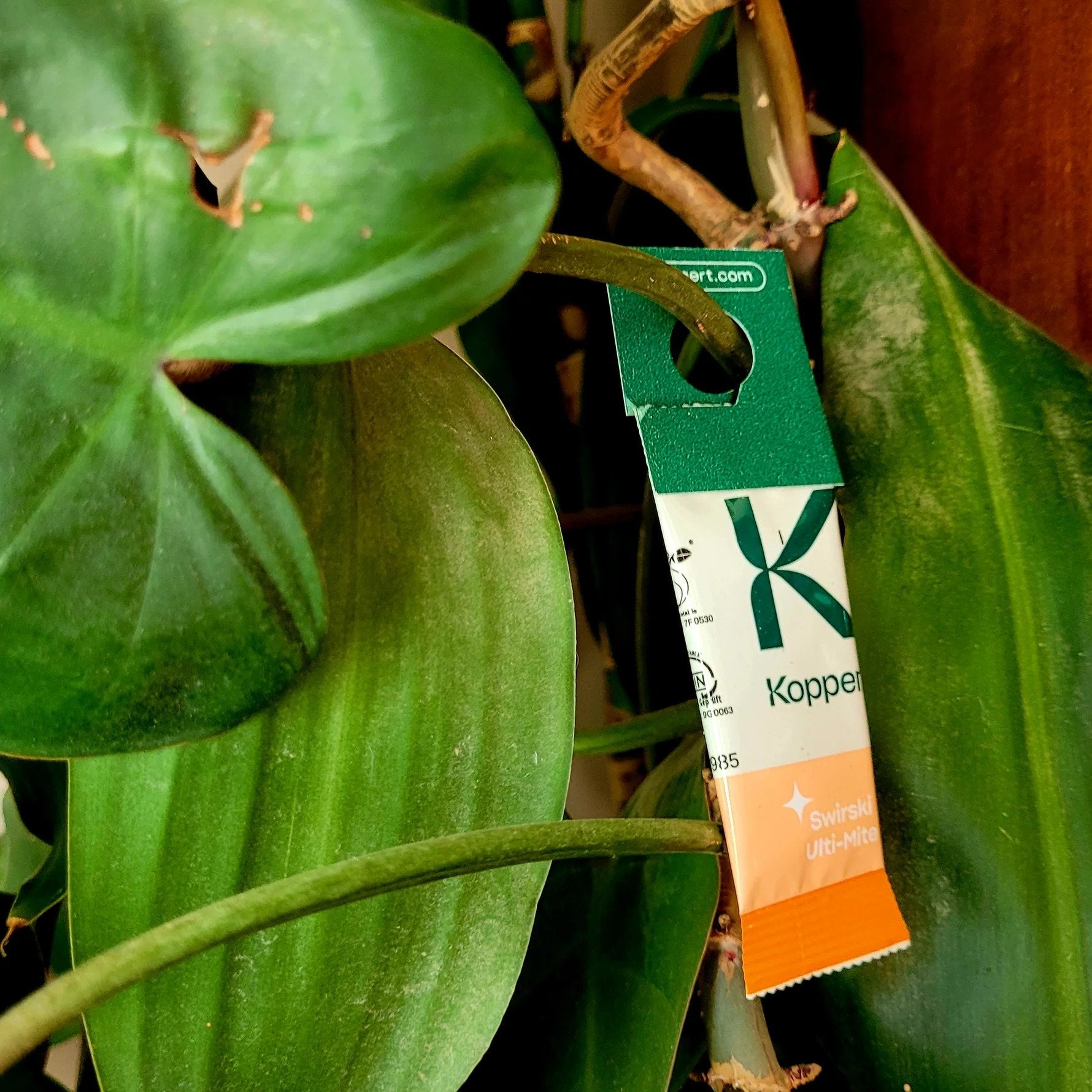 Amblyseius swirskii - Foil Sachets - Thrip Preventative System