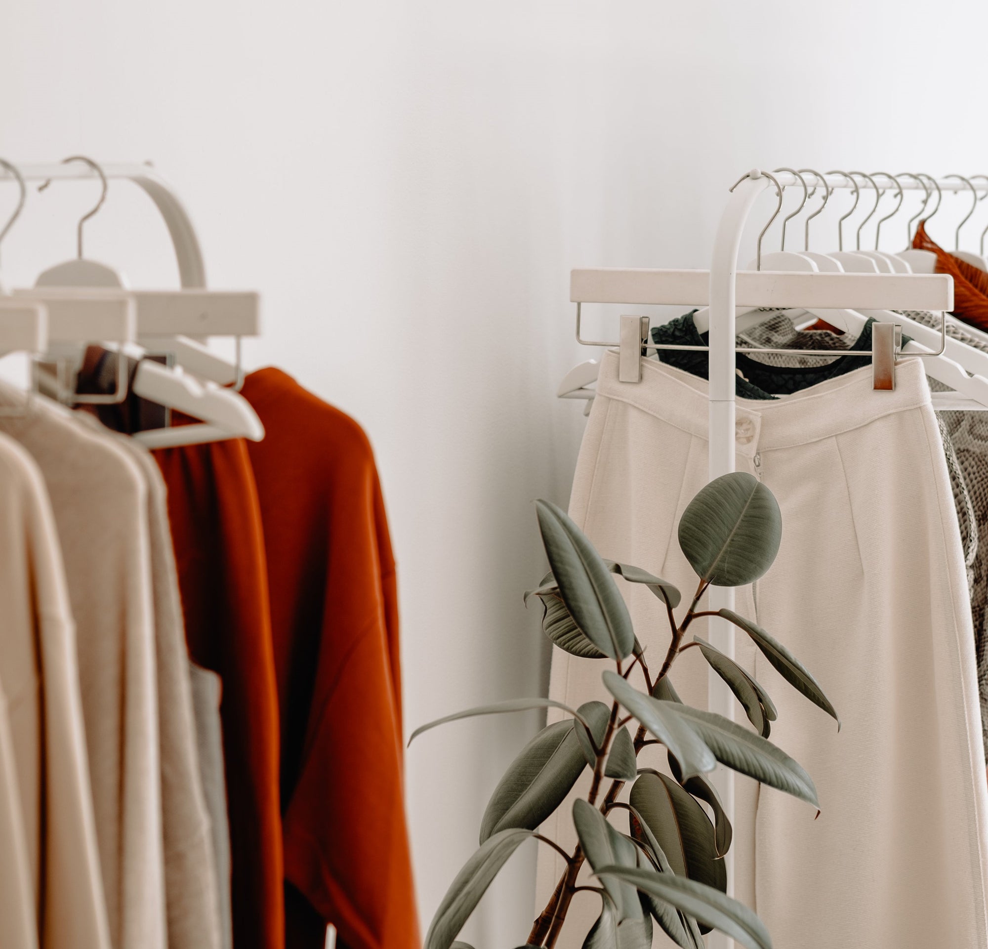 Clothes Moth Pheromone Trap