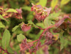 Fuchsia Gall Mite Killer - Amblyseius andersoni