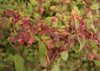 Fuchsia Gall Mite Killer - Amblyseius andersoni