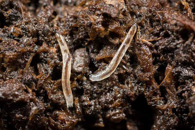 NEW: Fungus Fly Killer Bundle: Nematodes, Predatory Mites & Sticky Traps