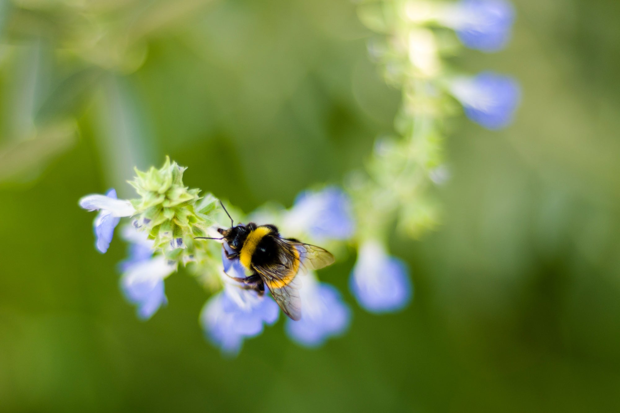 Live Pocket-Sized Bumblebee Hives - Available To Order Now For Spring & Summer 2025 (Select Your Preferred Delivery Date)