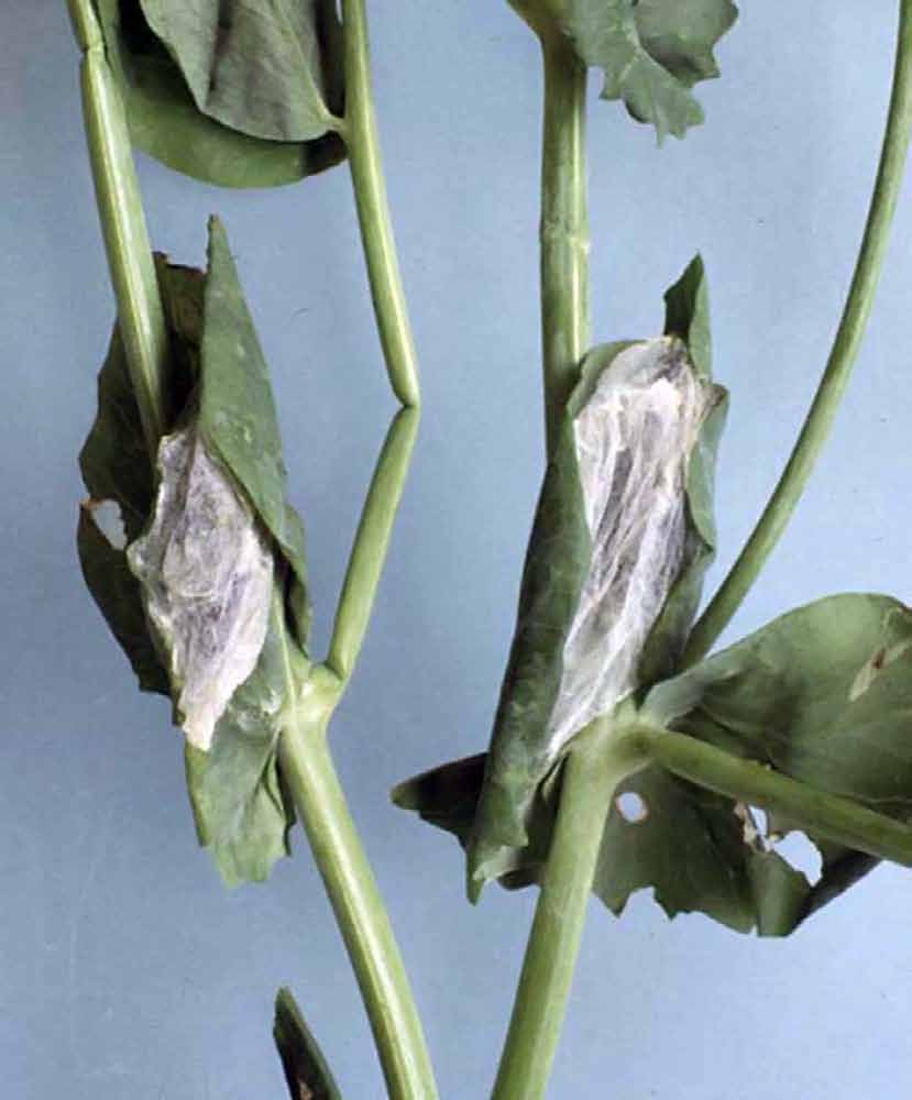 Silver Y Moth Pheromone Trap