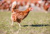 Androlis & Anti-Red Bundle: Complete Chicken Mite Control