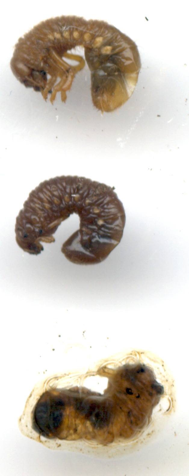Small Garden Chafer Grub Killer Nematodes